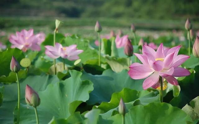 箬竹叶是什么东西（关于箬竹叶的使用方法）
