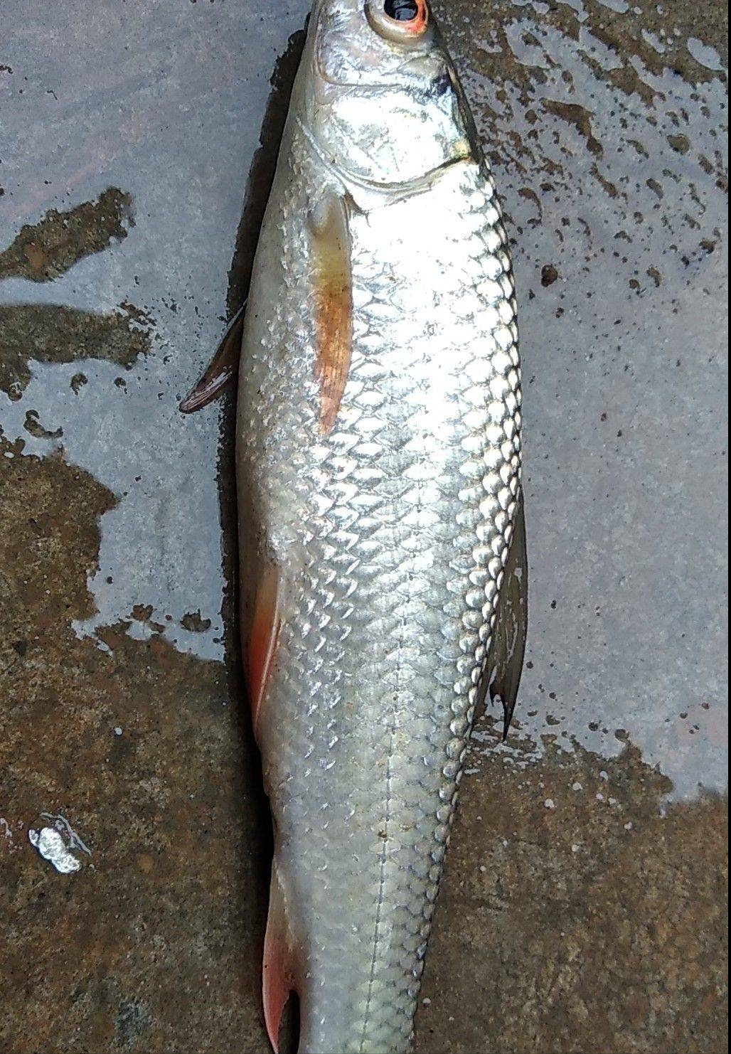 繁衍40年成珠江"扛把子",麦鲮比罗非鱼还难缠