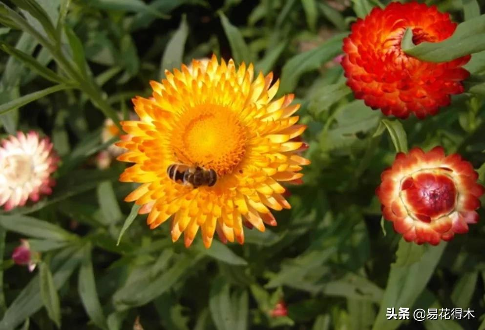 插花天地｜蜡菊：“东篱赏菊金正色，西风著蜡别样红”