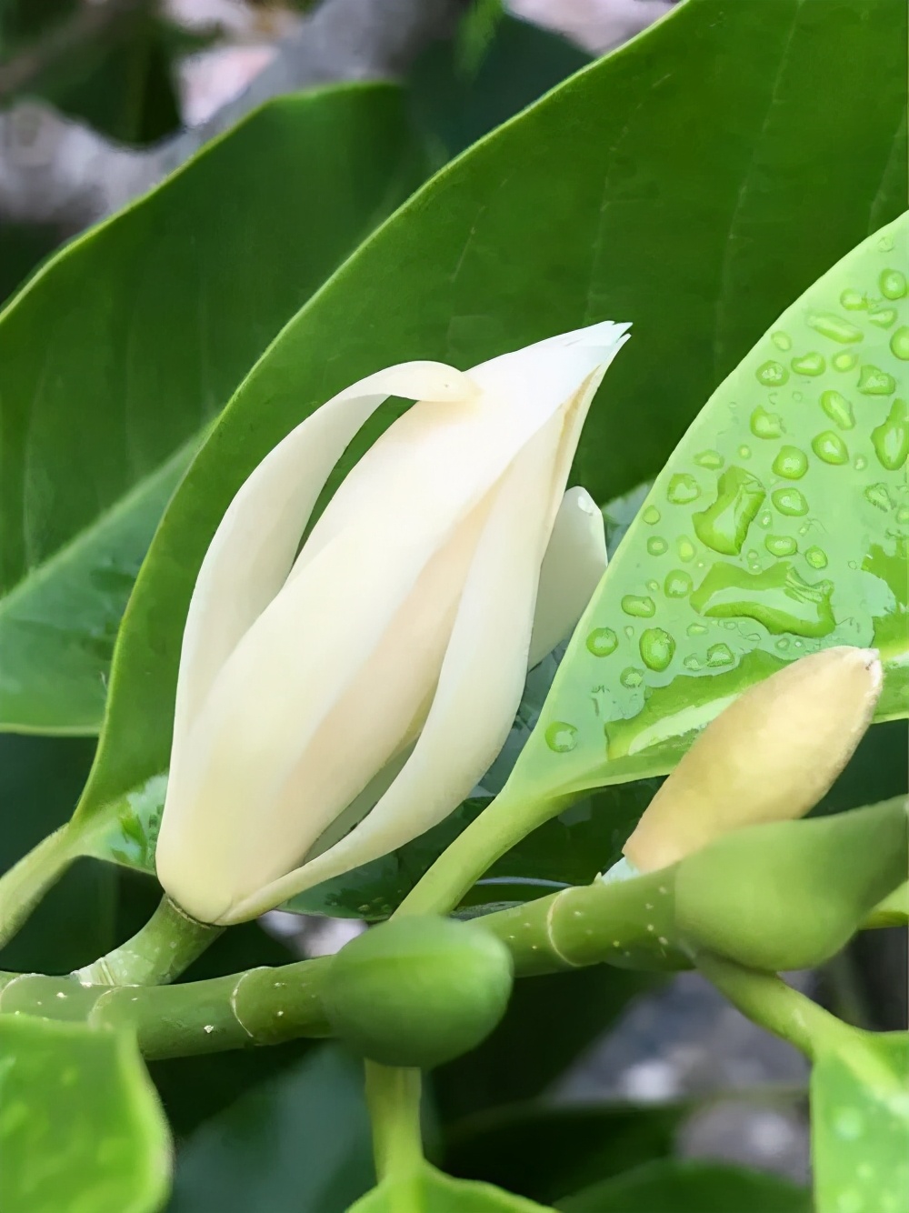 "分四季"被你宠幸白兰花,洁白无瑕淡雅清香令人心旷神怡