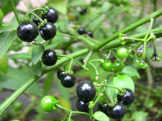 紫色茄子的功效与作用-我的快乐小窝