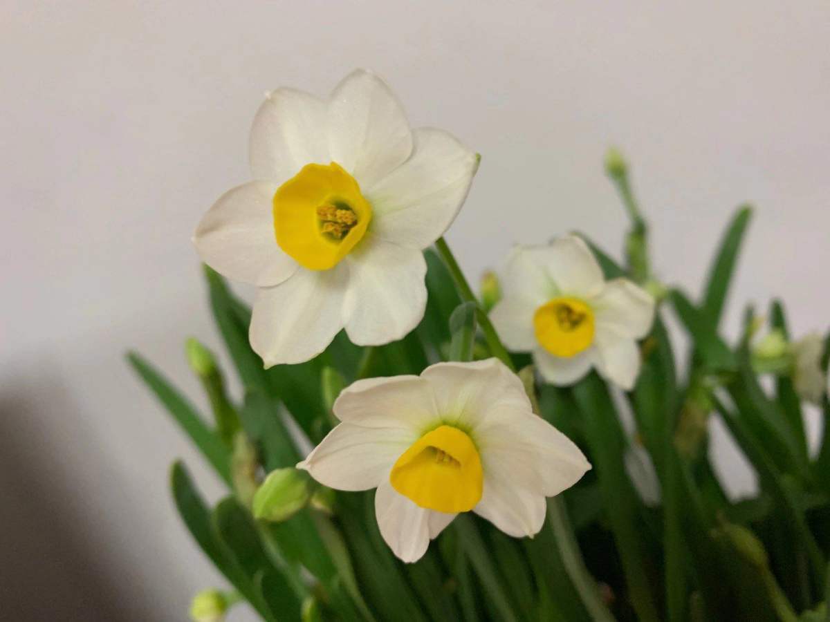 花草的图片大全（100种常见花图鉴一览表）