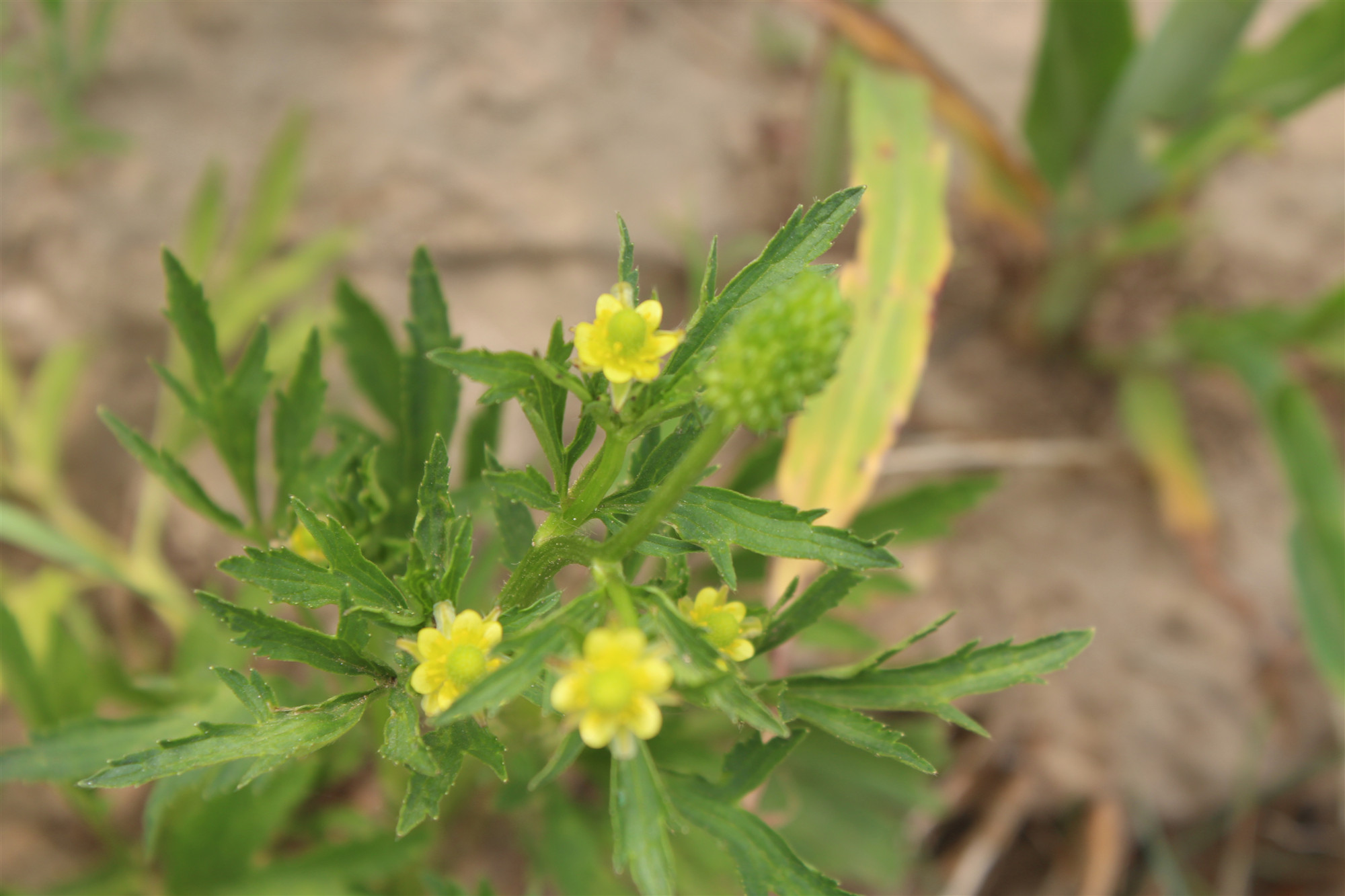 中药科普之---石龙芮