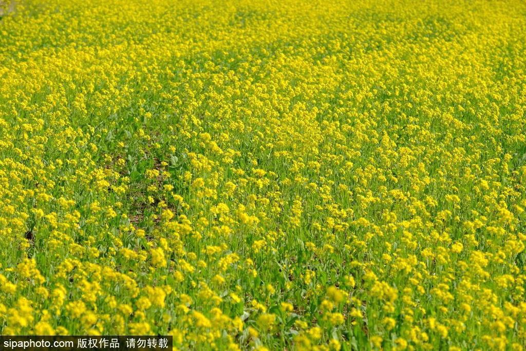 去哪看油菜花,