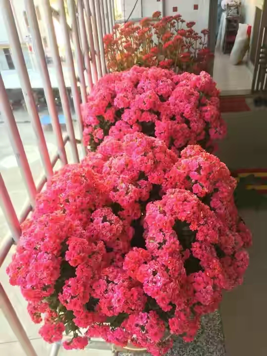 長壽花圖片,長壽花圖片大全