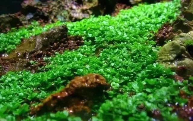 水草泥哪个牌子好（给新人一份草缸入门器材的选择）