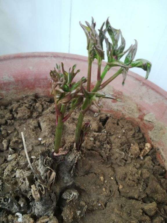 香椿树什么样(香椿树是什么)