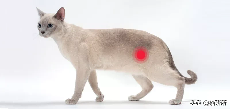 猫咪膀胱炎反反复复，吃抗抑郁药可以治疗吗？