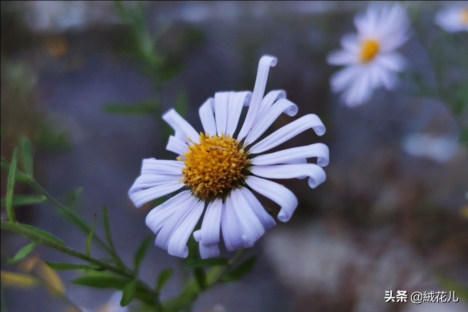 什么花的花语是灵魂(什么花的花语是灵魂伴侣)