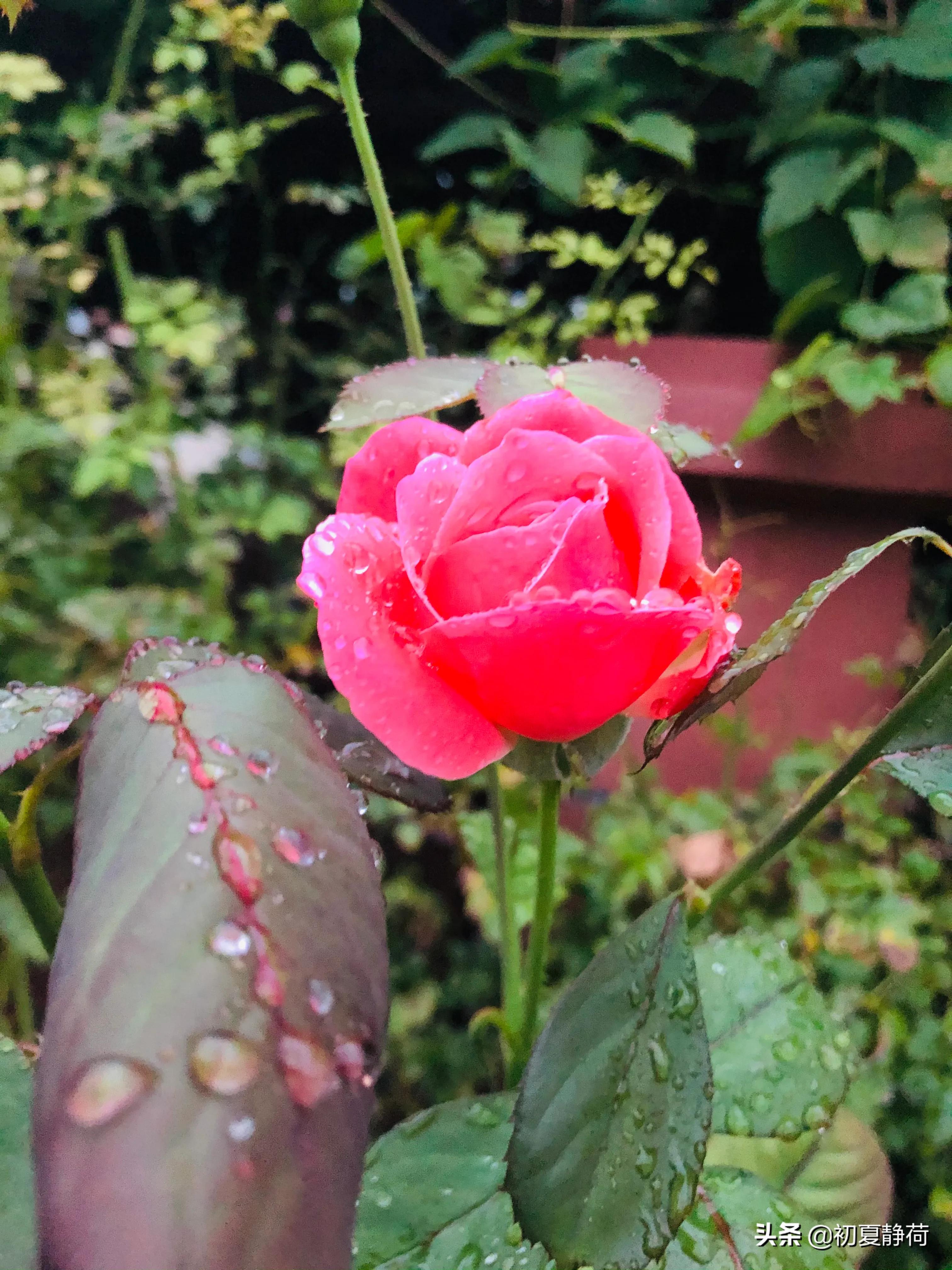 秋雨的深情，都藏在了花中，傍晚随笔