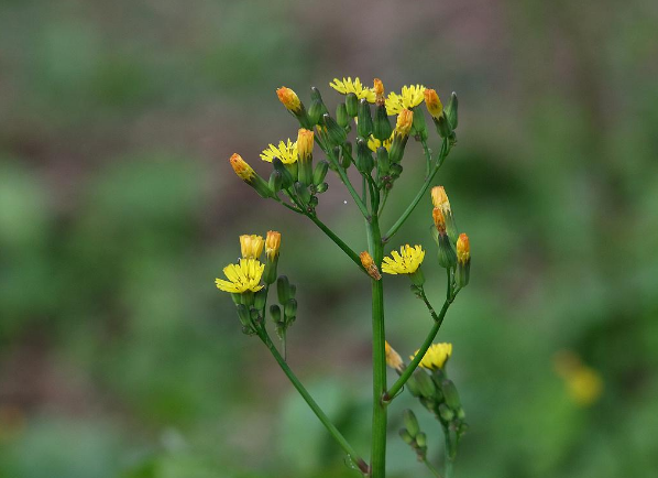农村人称"还阳草",是一种价值珍贵的药材,也是一级无公害蔬菜