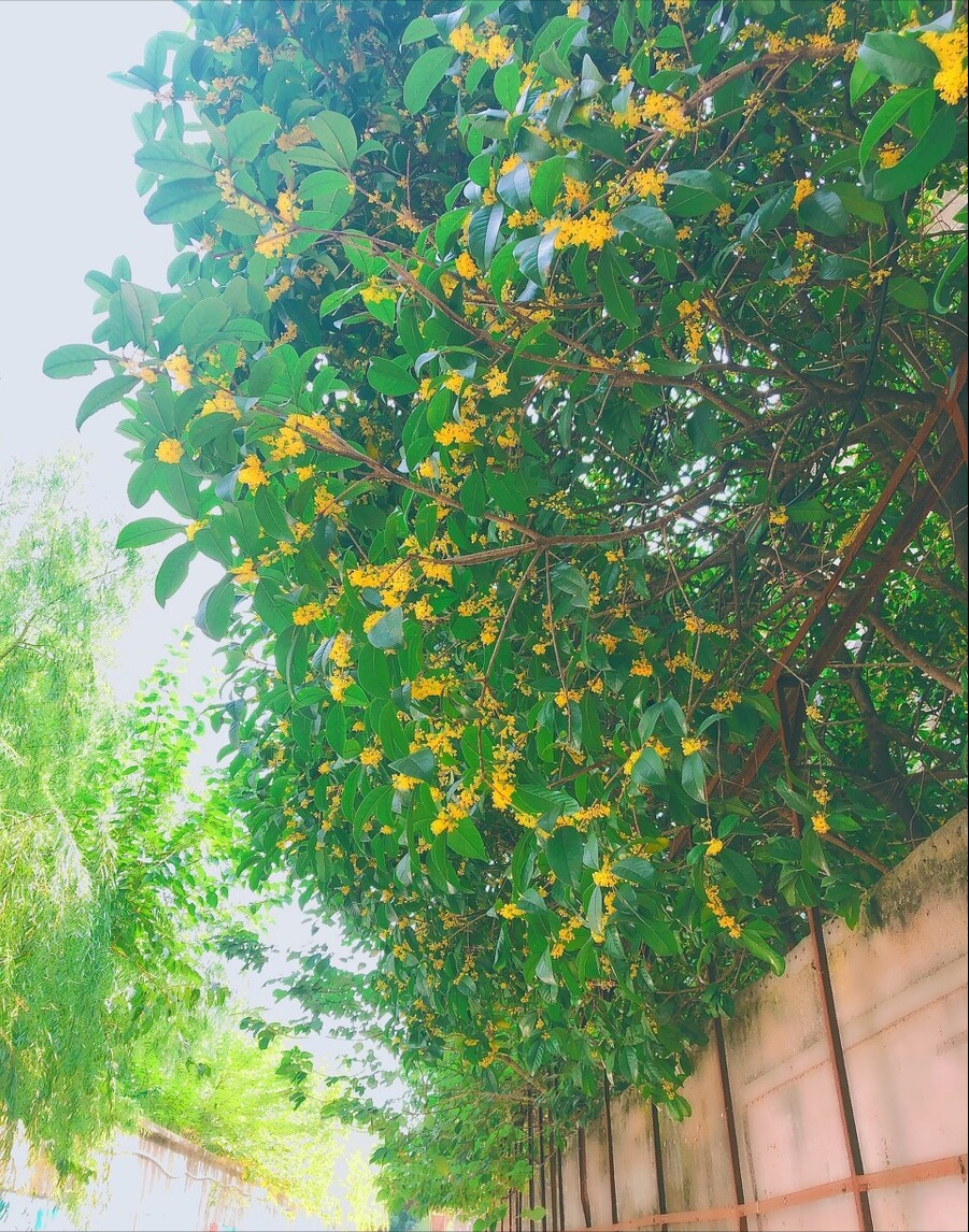 院子里种石榴树的禁忌（7种镇宅树有空地种一棵）