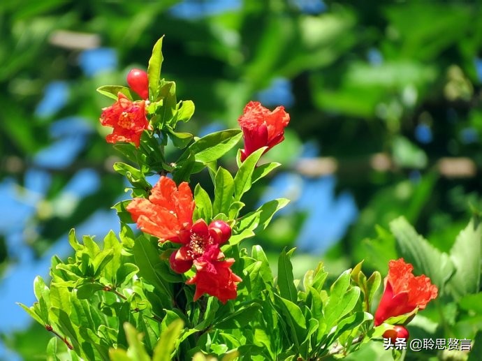 石榴花诗词精选二十三首 五月榴花照眼明，枝间时见子初成