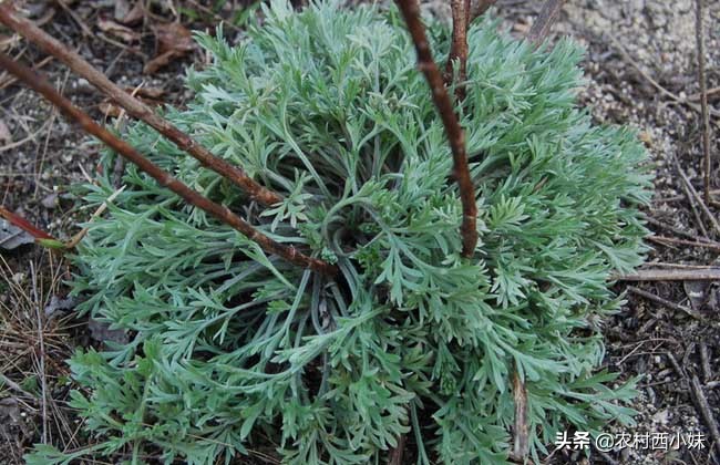 近年来很火的植物，既能当蔬菜也能当药材，茵陈你知道吗