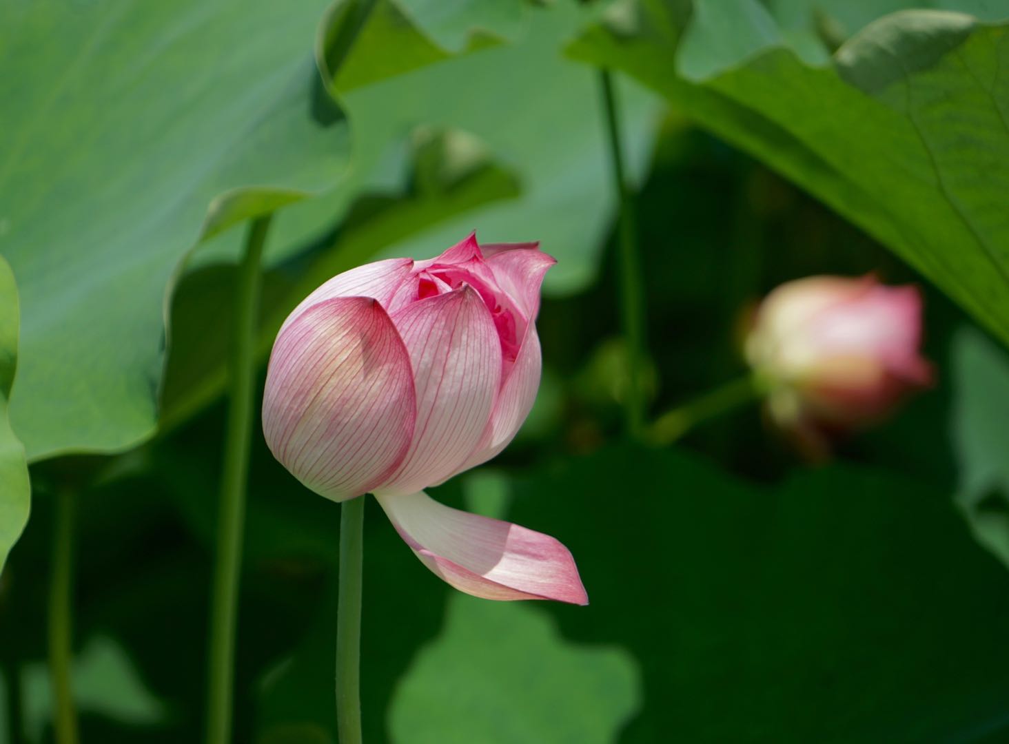杭州的宝藏景点，如诗如画如仙境，带你看别样的西湖之美