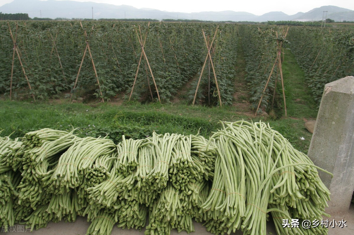 缸豆,缸豆和豇豆的区别