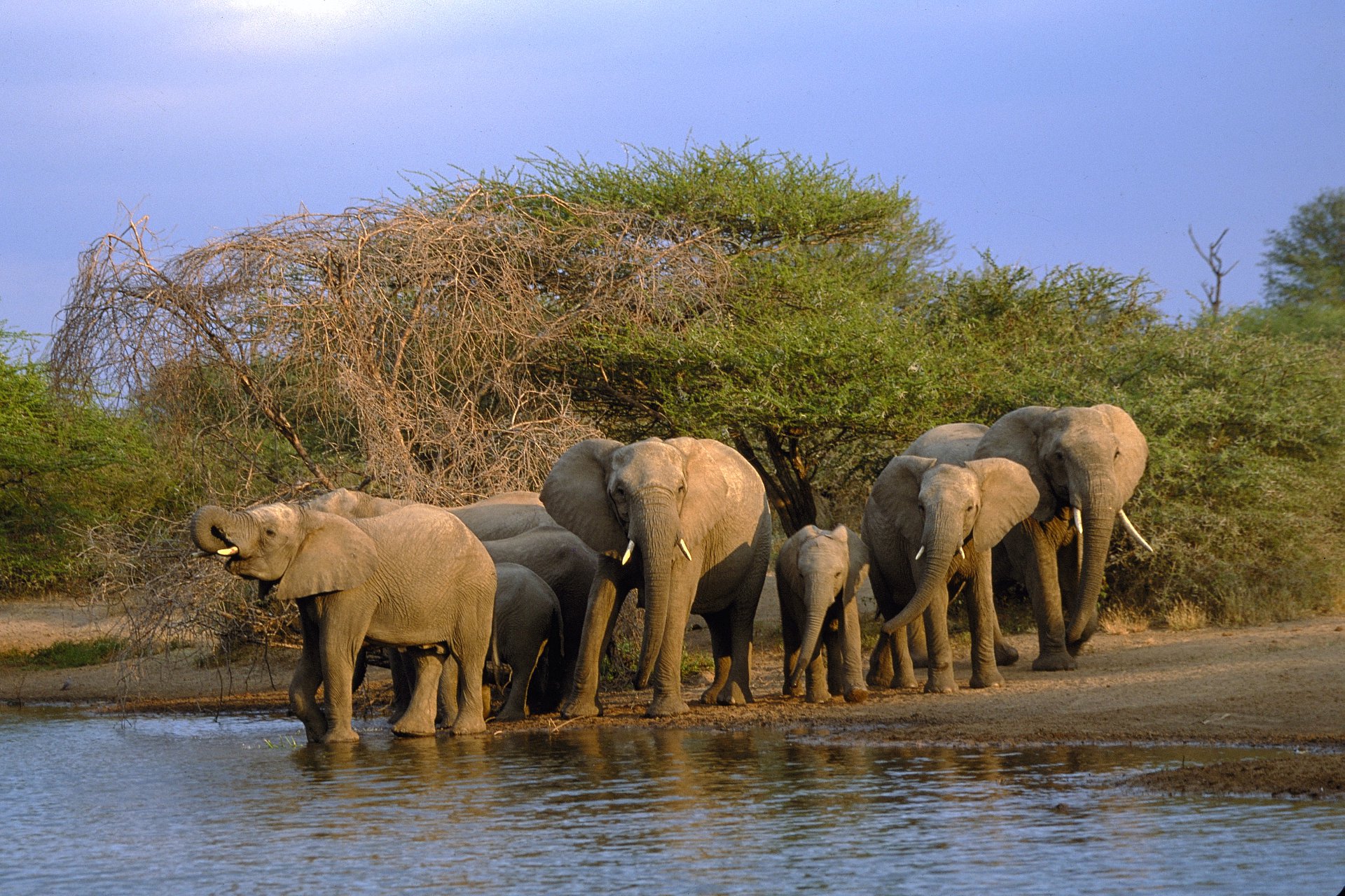 雄性非洲象只负责交配？刚成年的小象没有配偶权，只能找犀牛发泄