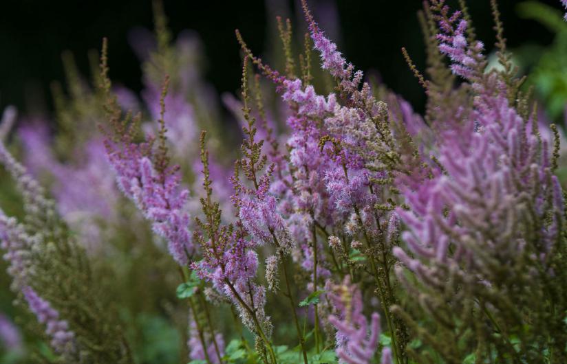 7月25日花语:累叶升麻,生日花语沉重的负担_达一风水网