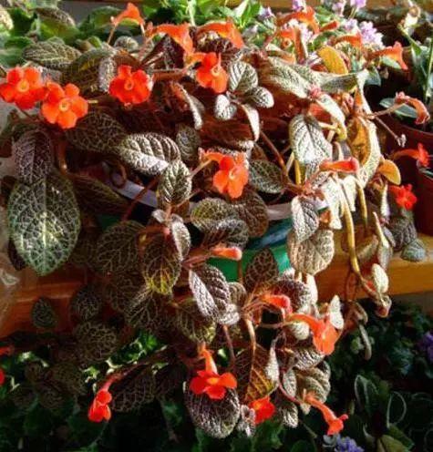 香草吊兰的养殖和浇水(吊兰养殖方法和浇水方法)-花卉知识网