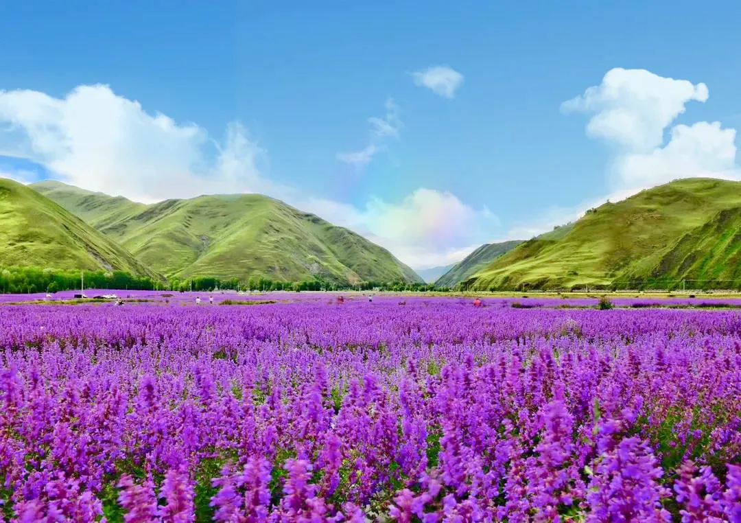 成都附近草原旅游景点(6处草原花海开了) - 悦闻天下