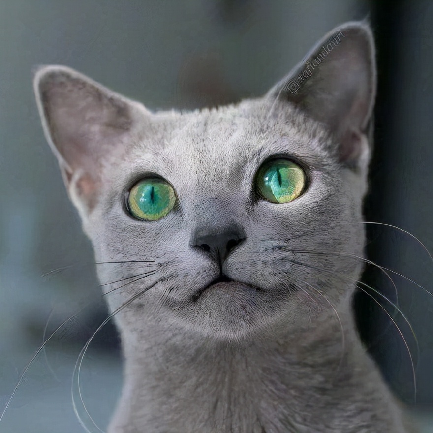 堪称“最懂事”的3种猫，养一只轻松又省心
