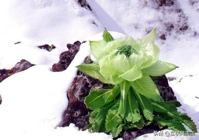 天山雪莲被强者争夺，救命神药。天山雪莲36首诗词鉴赏