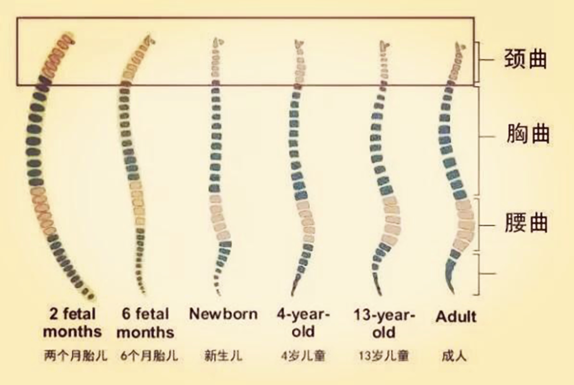 宝宝的脊椎发育和“枕头”有关，太早太晚都不好，要懂得捕捉信号