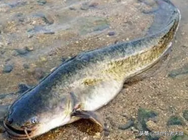 它 視力差 卻是 伏擊高手 怎麼垂釣大口鲶 盛世三漁鲶魚應該怎麼垂釣 喜歡文章的話别忘了點個關注哦 天天看點