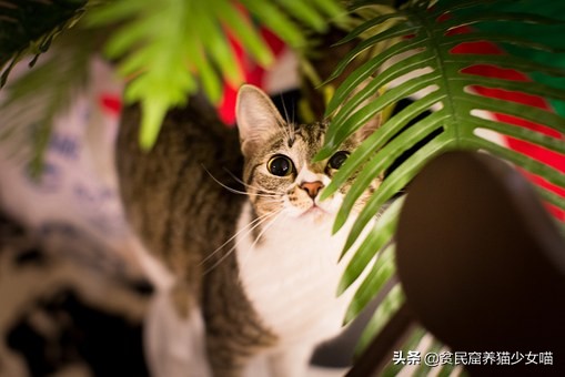 猫咪流眼泪可能是以下6种原因，铲屎官们知道几种？