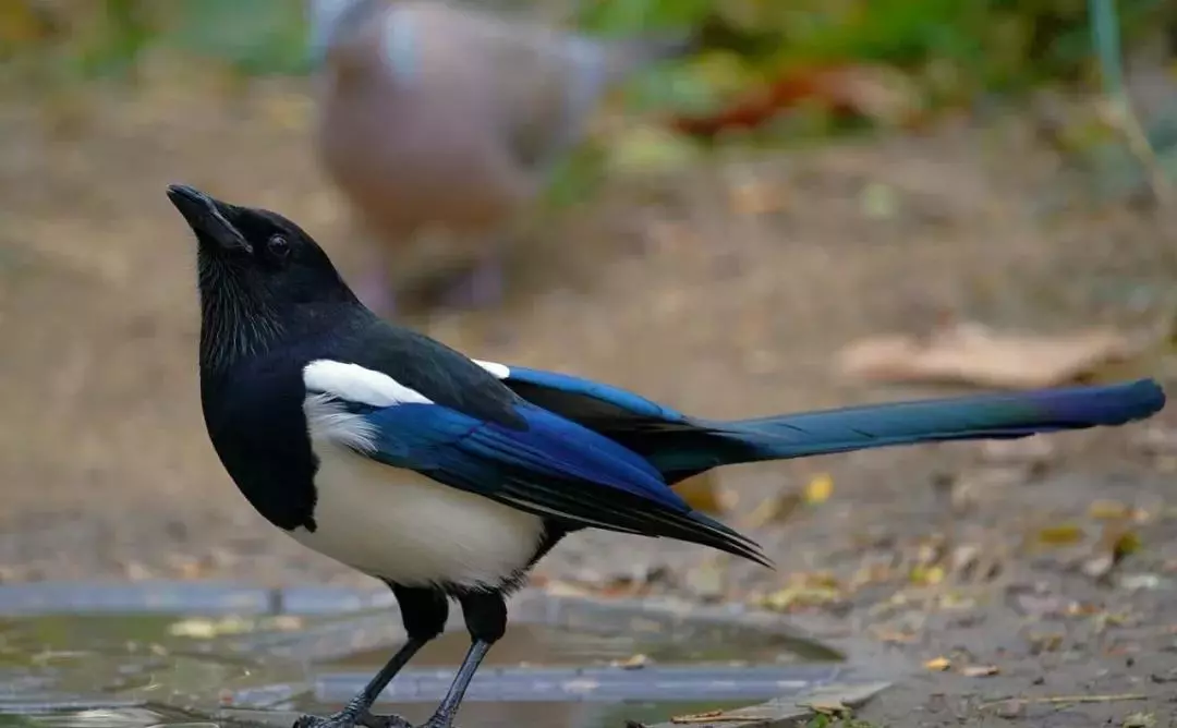 北京这个学校很“火”！坐拥3大花园、果园、动物园，集美貌与知识于一体！