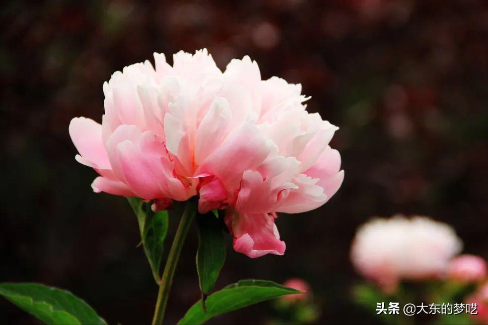 「植物知识说」“花中之王”—牡丹花