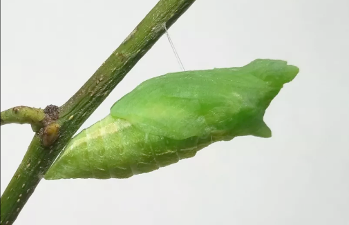 柑橘凤蝶幼虫(柑橘凤蝶幼虫和玉带凤蝶幼虫区别)_友友