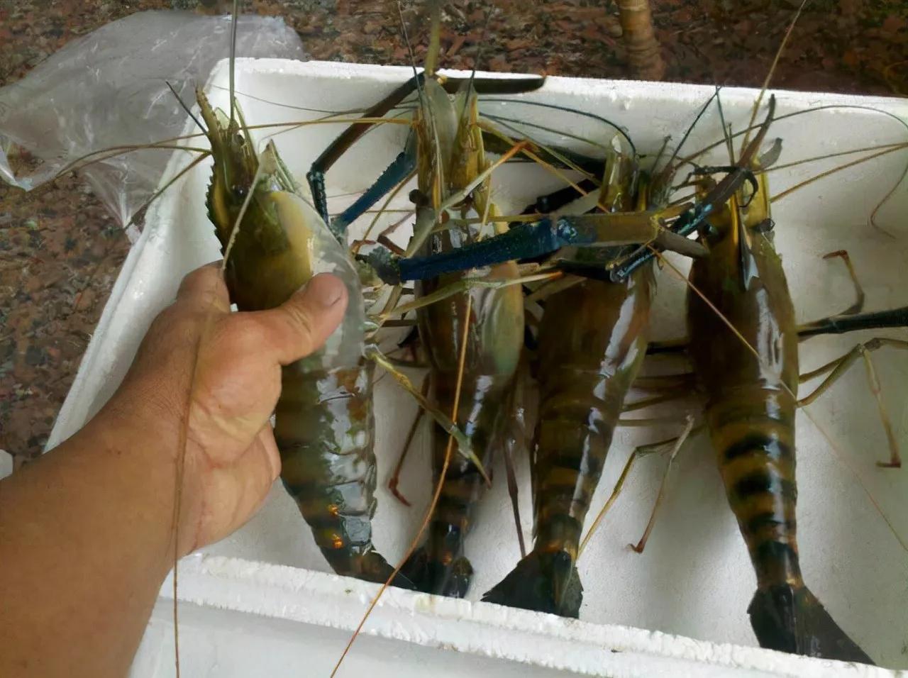 钓友珠江钓起巨型大虾,身长25公分,两只重1斤,会泛滥成灾吗?