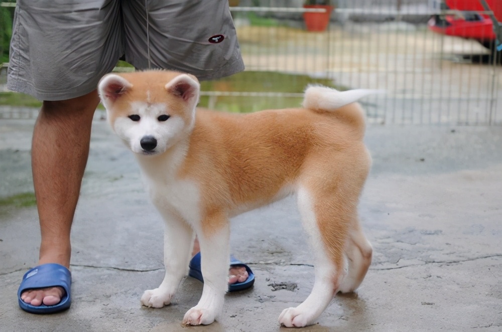 秋田犬价格高的6个原因，怪不得那么少人养