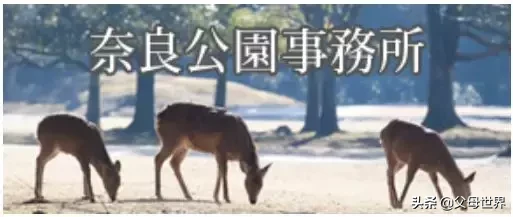 奈良小鹿一年伤了209人!8人骨折!原来鹿有这个反应是攻击的意思