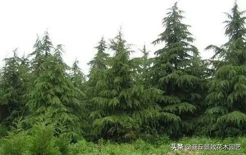 常绿乔木有哪些（70多种常用常绿乔木图例宝典）