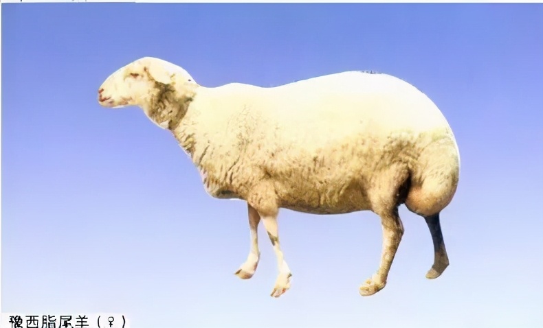 豫西脂尾羊▼洼地绵羊▼青山羊▼亚洲黄羊▼奶山羊▼黑山羊▼白山羊▼