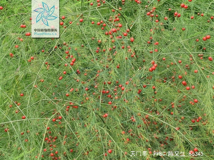 【科属与药用部分】本品为百合科植物天门冬的块根.