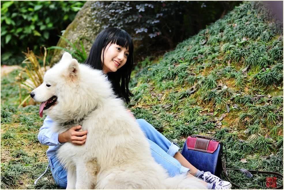 养公泰迪犬的十大弊端解析