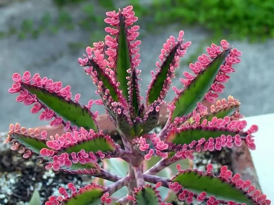 公认好养的“十种花”，绿萝只能排最后一名，养死过一半的请举手