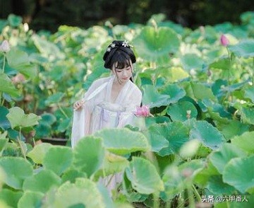 白莲花的意象：古典文学多是高洁人格或纯洁爱情，现在却成贬义？