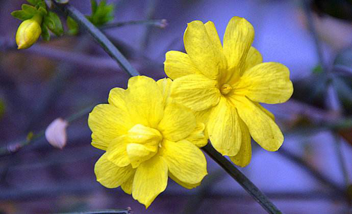 向日葵种类图片大全(有人独爱黄色，哪些黄色花最好看，你知道吗？)