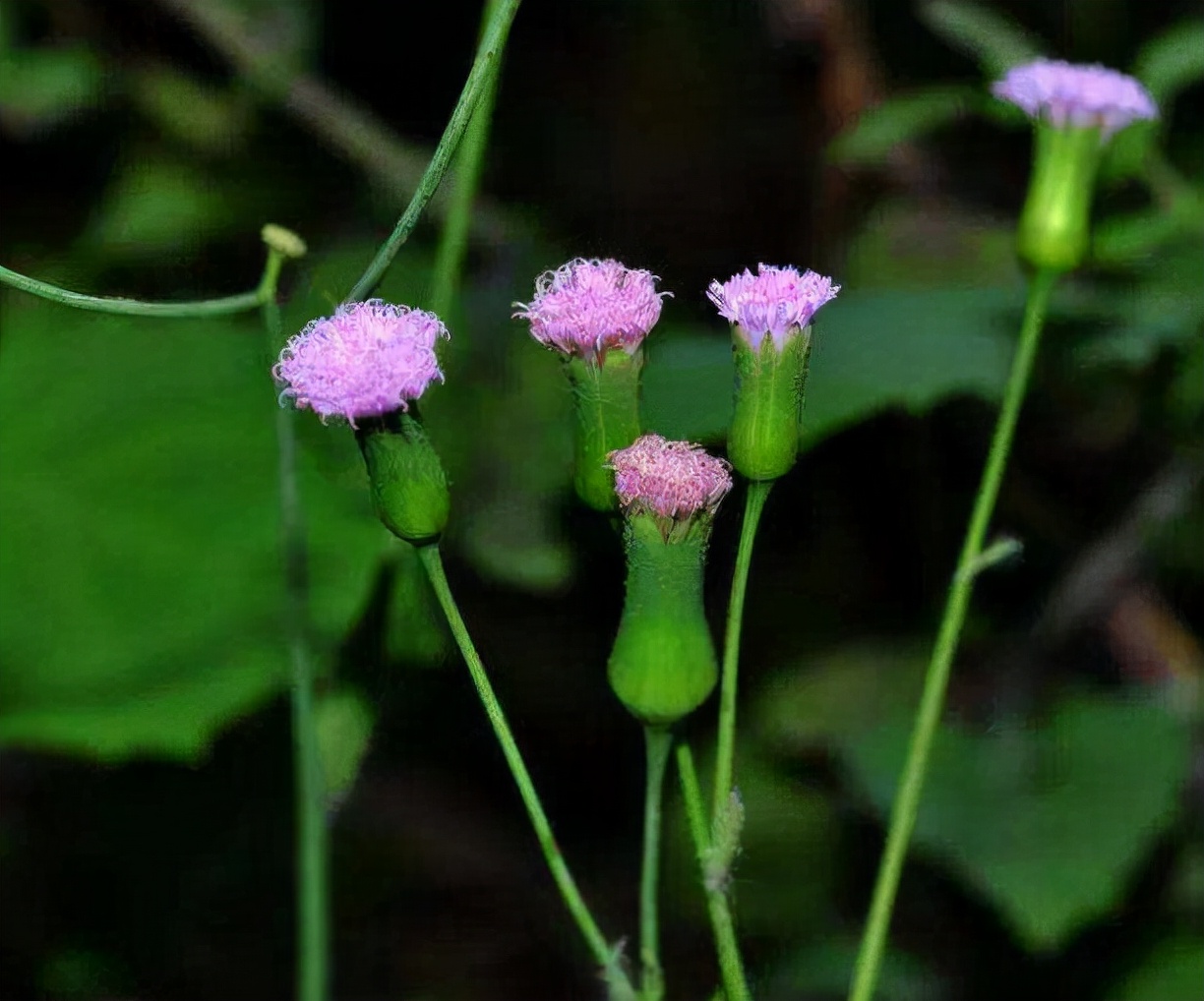 叶下红的功效与作用(农村这种) - 行就行