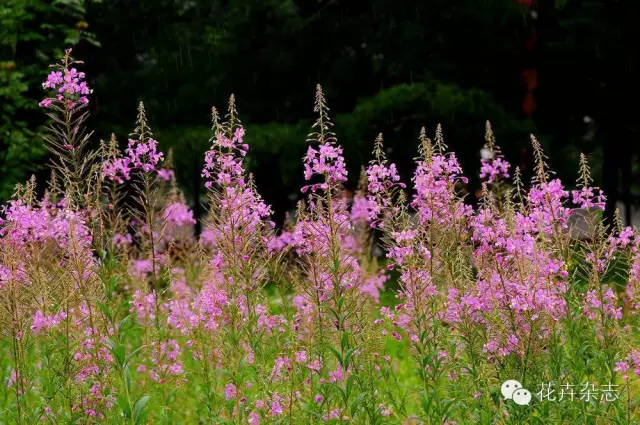 中国野花观花地点推荐