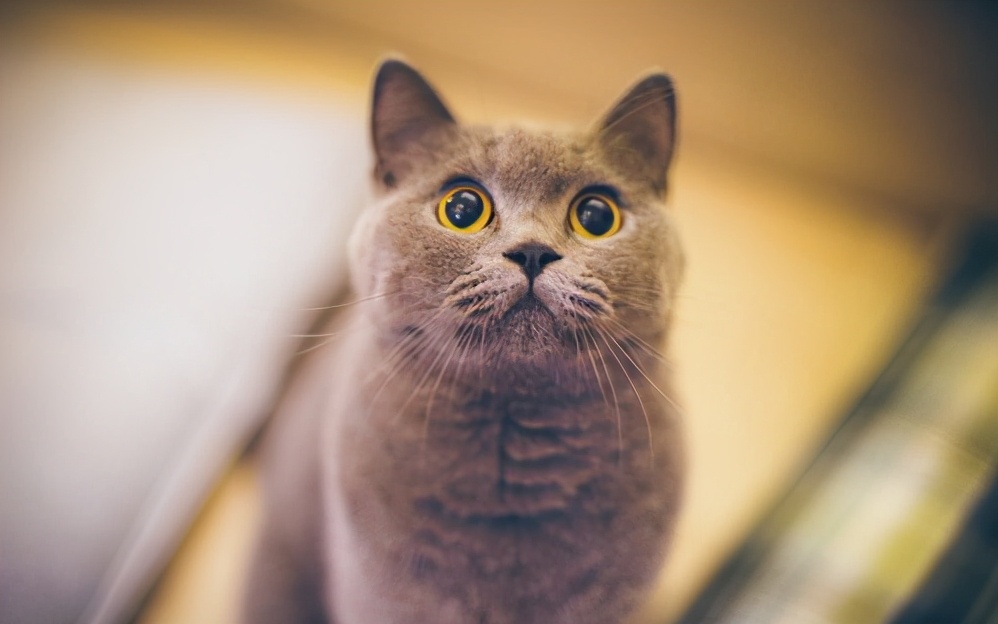 英国短毛猫的6大优点，养过之后，就不想换猫了