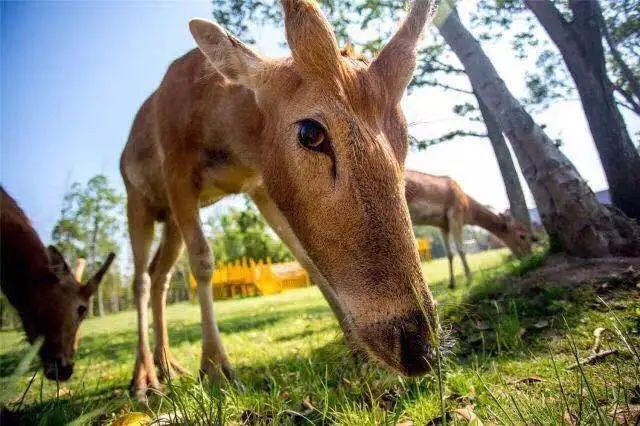 国庆临近 大丰中华麋鹿园推荐新的景点指南