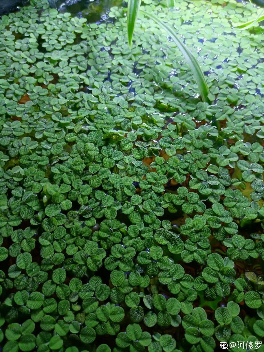 10种花太能喝水,一天一瓢水,7天爆满缸