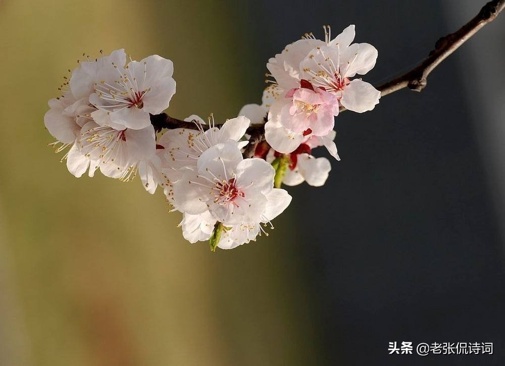 晚年归隐的王安石，一首古诗孤芳自赏，28字带给我们更多启迪