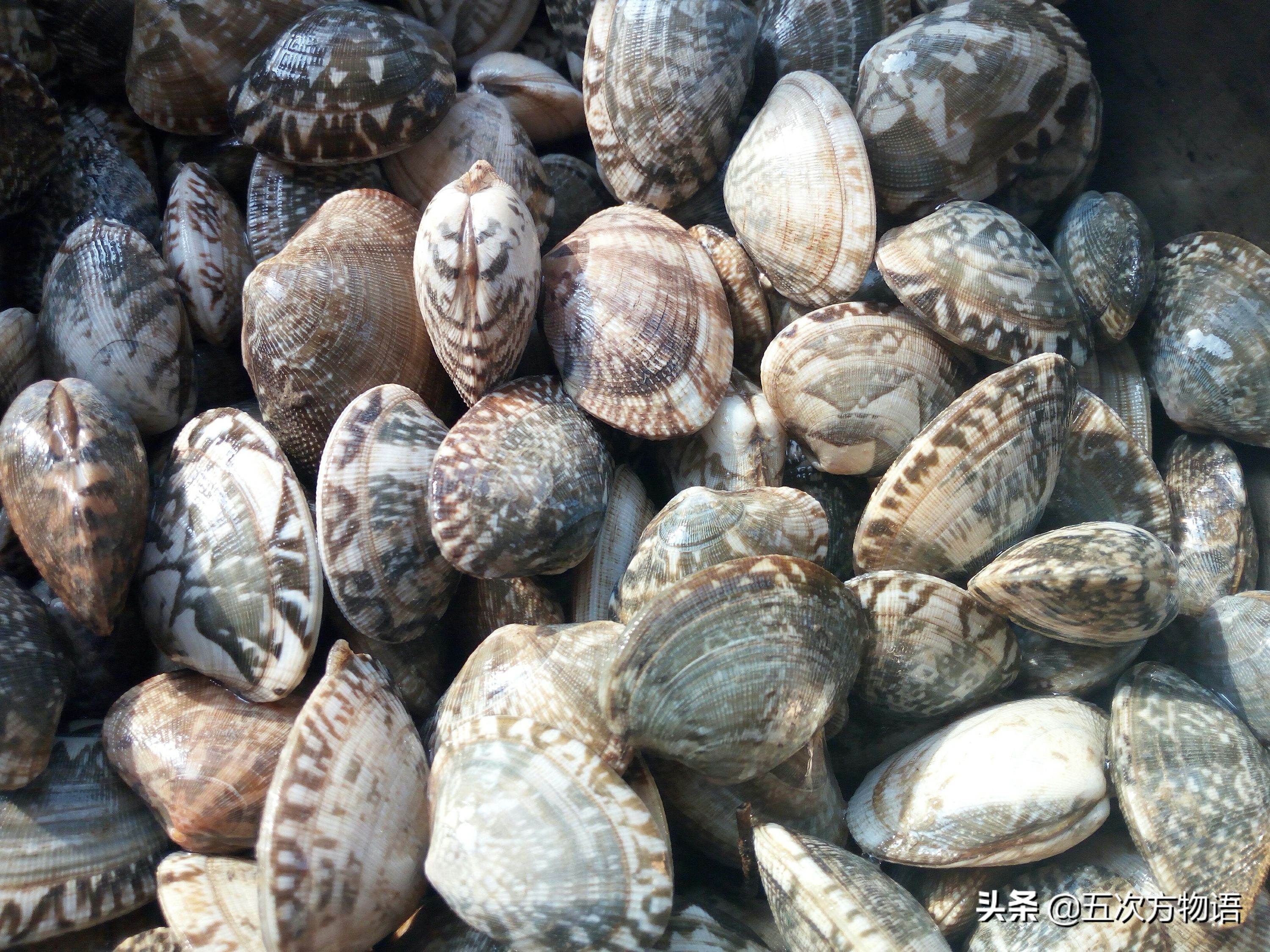 青岛常见食用贝类图鉴大全