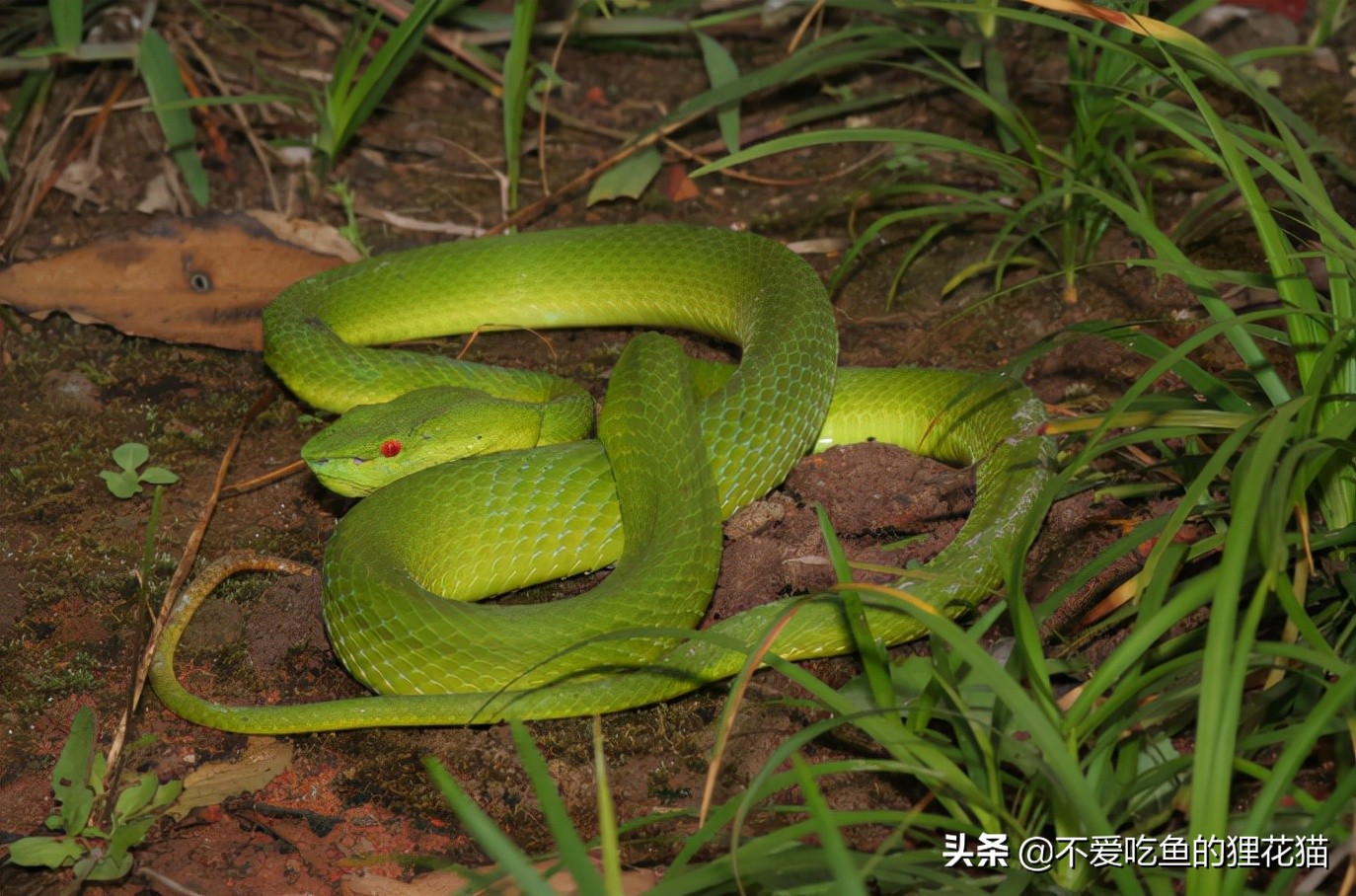 我国的竹叶青蛇,物种形态差异小,云南省分布种类最为丰富